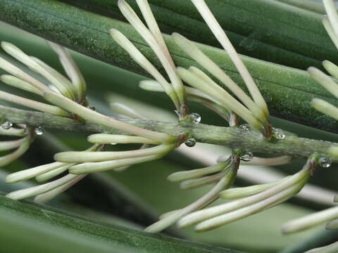 Image of African bowstring hemp