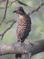 Image of Chestnut-bellied Rock Thrush