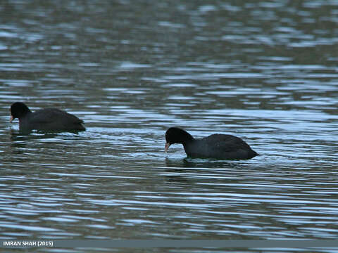 Image of Common Coot