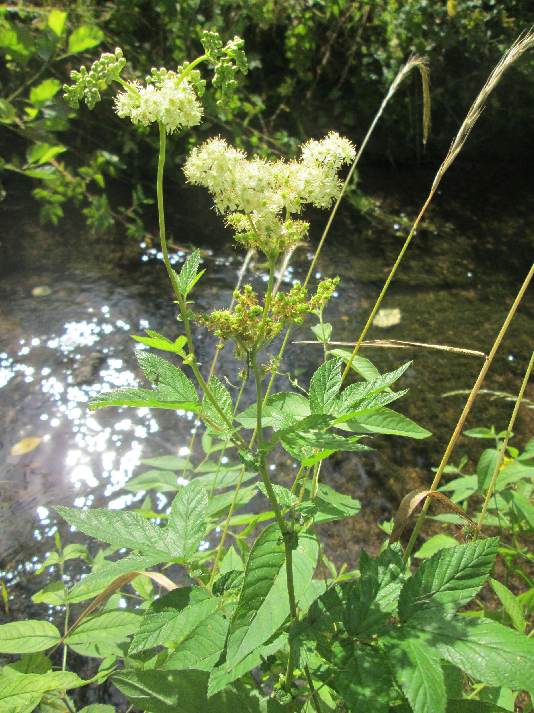 Image of Meadowsweet