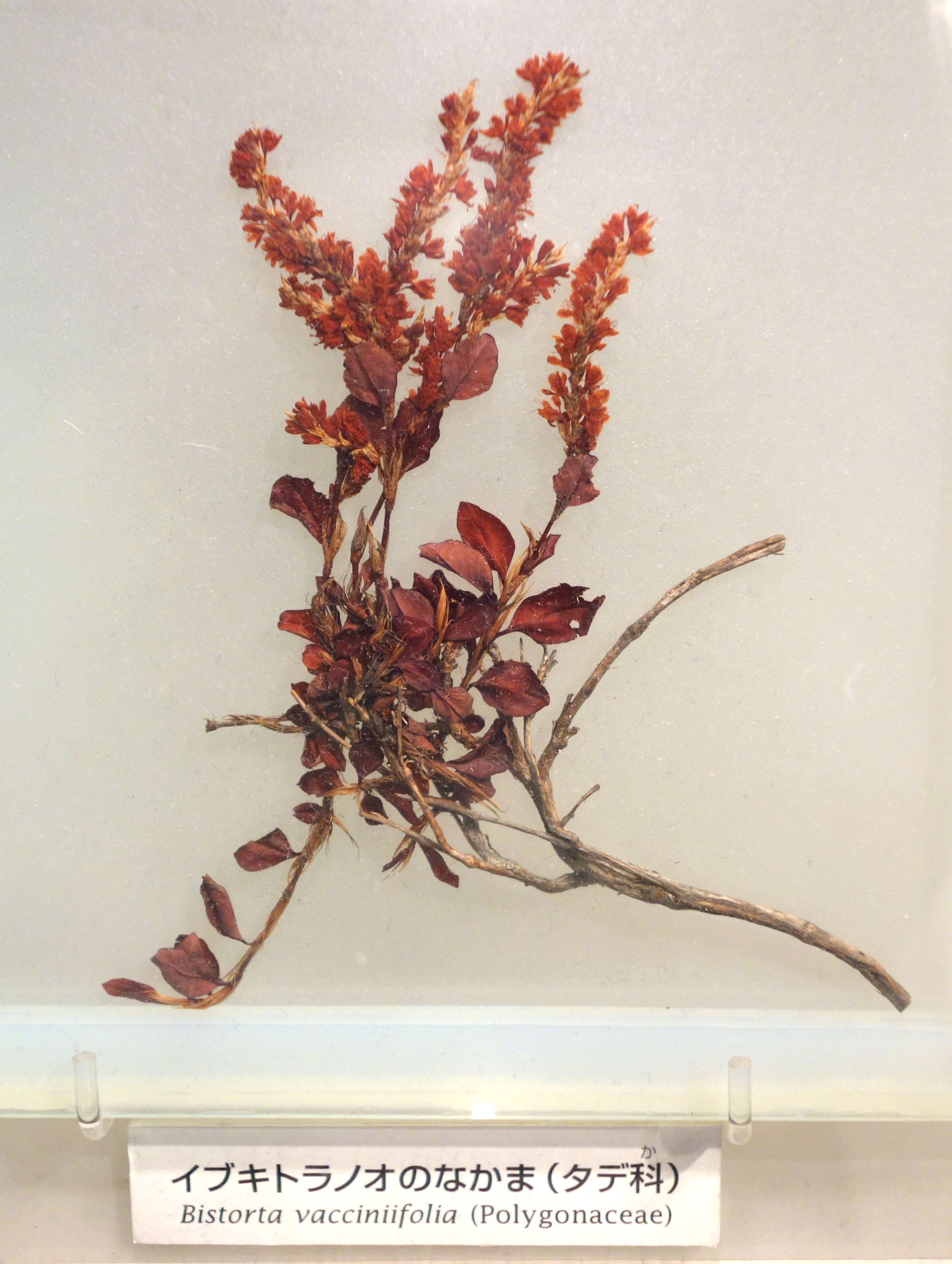 Image of Bistorta vacciniifolia (Wall. ex Meisner) Greene