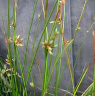 Image of bulrush