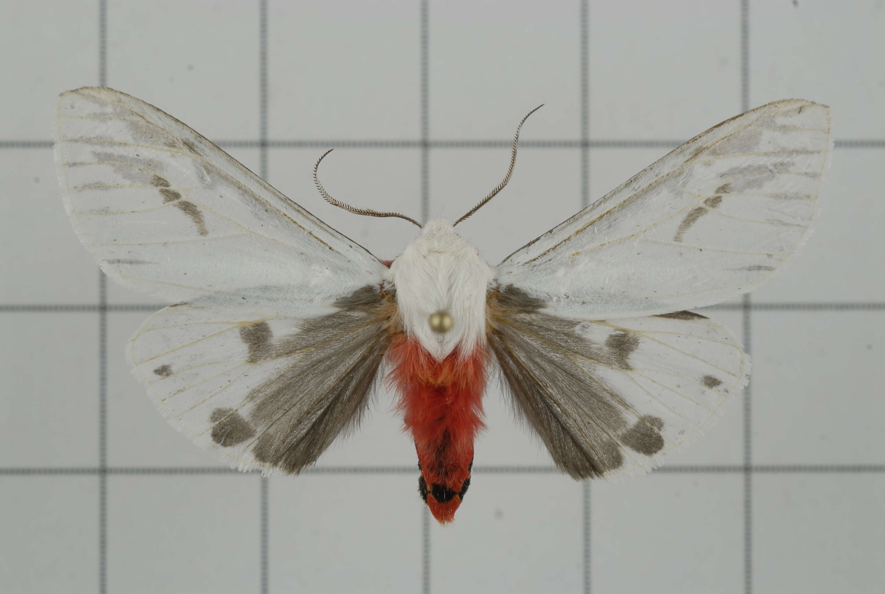 Image of Argyarctia fuscobasalis (Matsumura 1930)