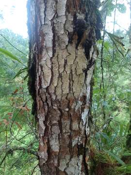 Image of Chiapas White Pine