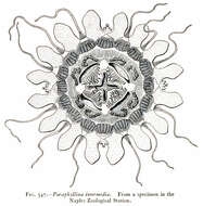 Image de Paraphyllinidae Maas 1903