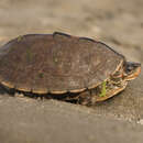 Image of Brown-roofed Turtle
