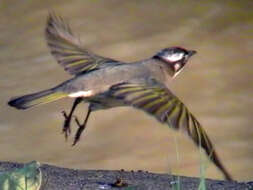 Image of Light-vented Bulbul