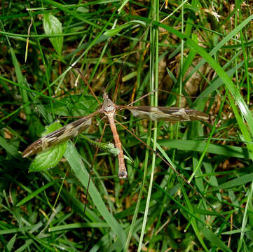 Image of Tipula (Acutipula) maxima Poda 1761