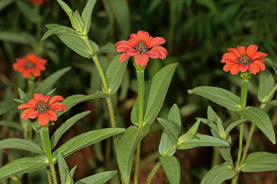 Image of Peruvian zinnia