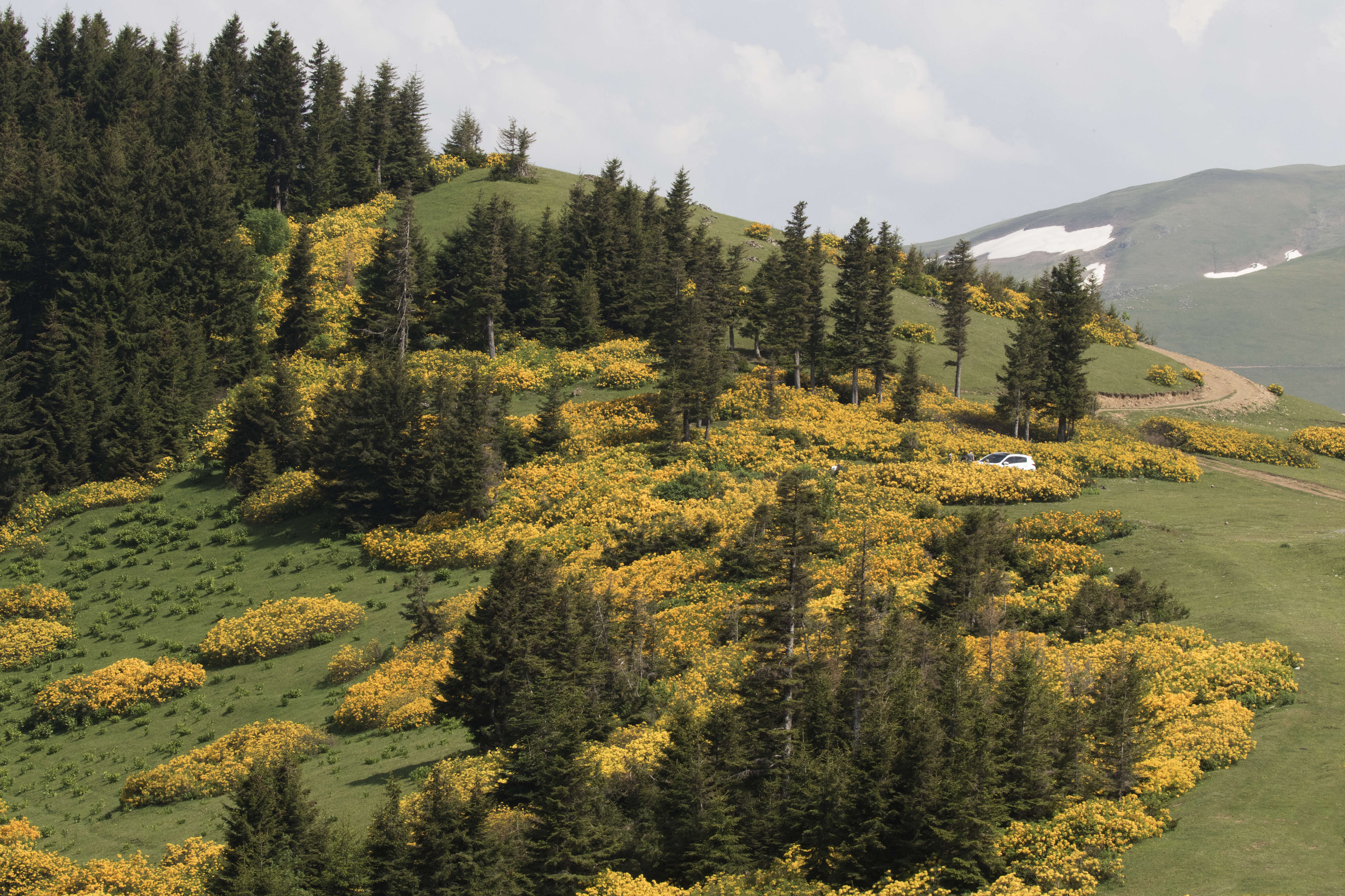 Image of Caucasian Spruce