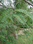 Image of tamarind