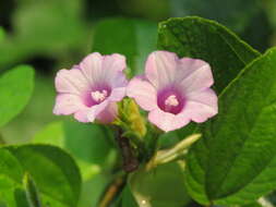 Plancia ëd Ipomoea triloba L.