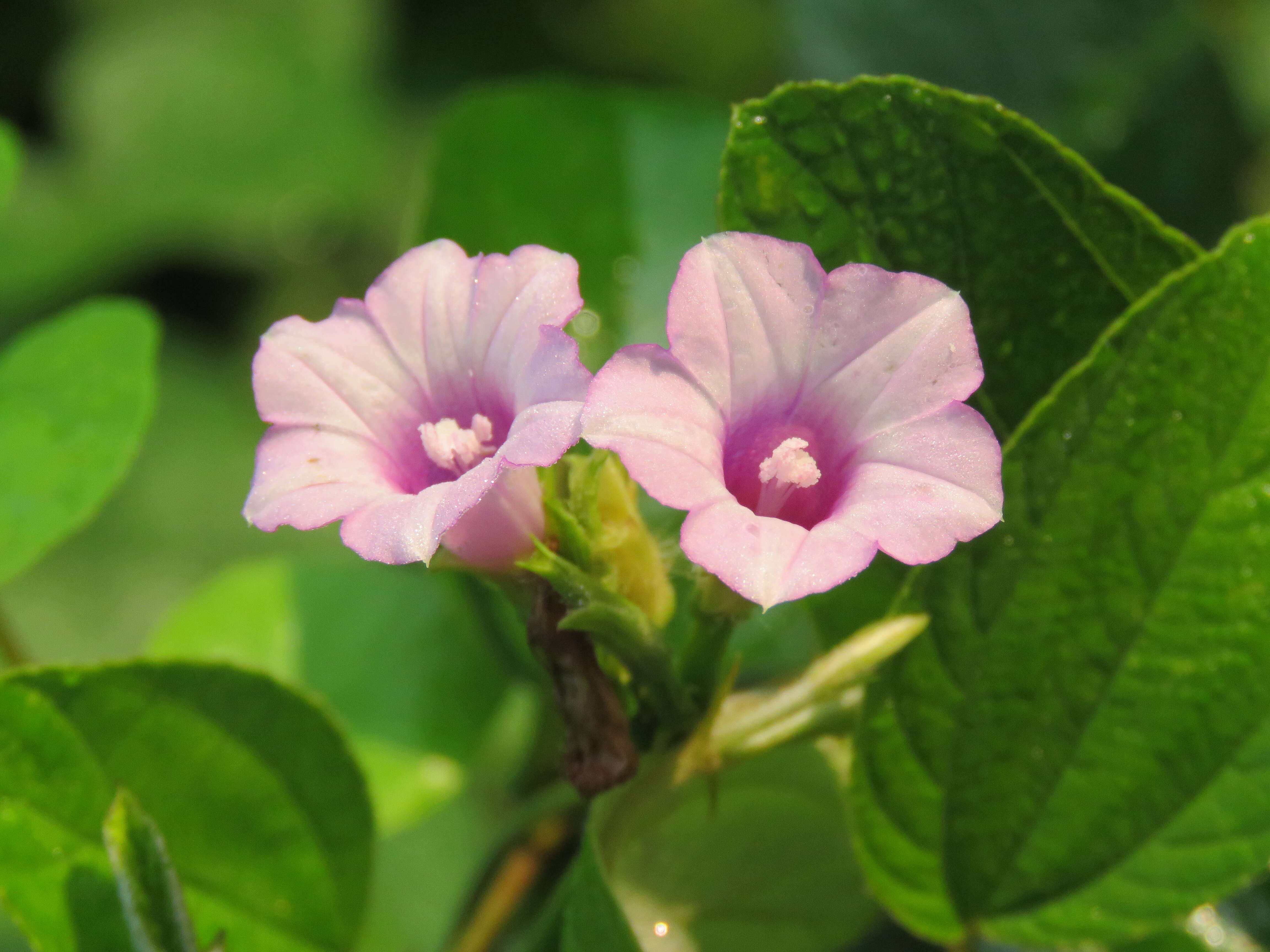 Plancia ëd Ipomoea triloba L.