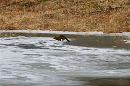 Image of American Mink