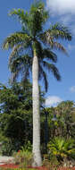 Image of Cuban Royal Palm