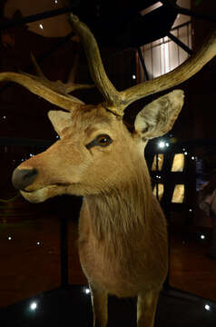 Image of Schomburgk's Deer