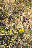 Image of Small Pasque Flower