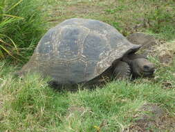 Image of Galapagos giant tortoise