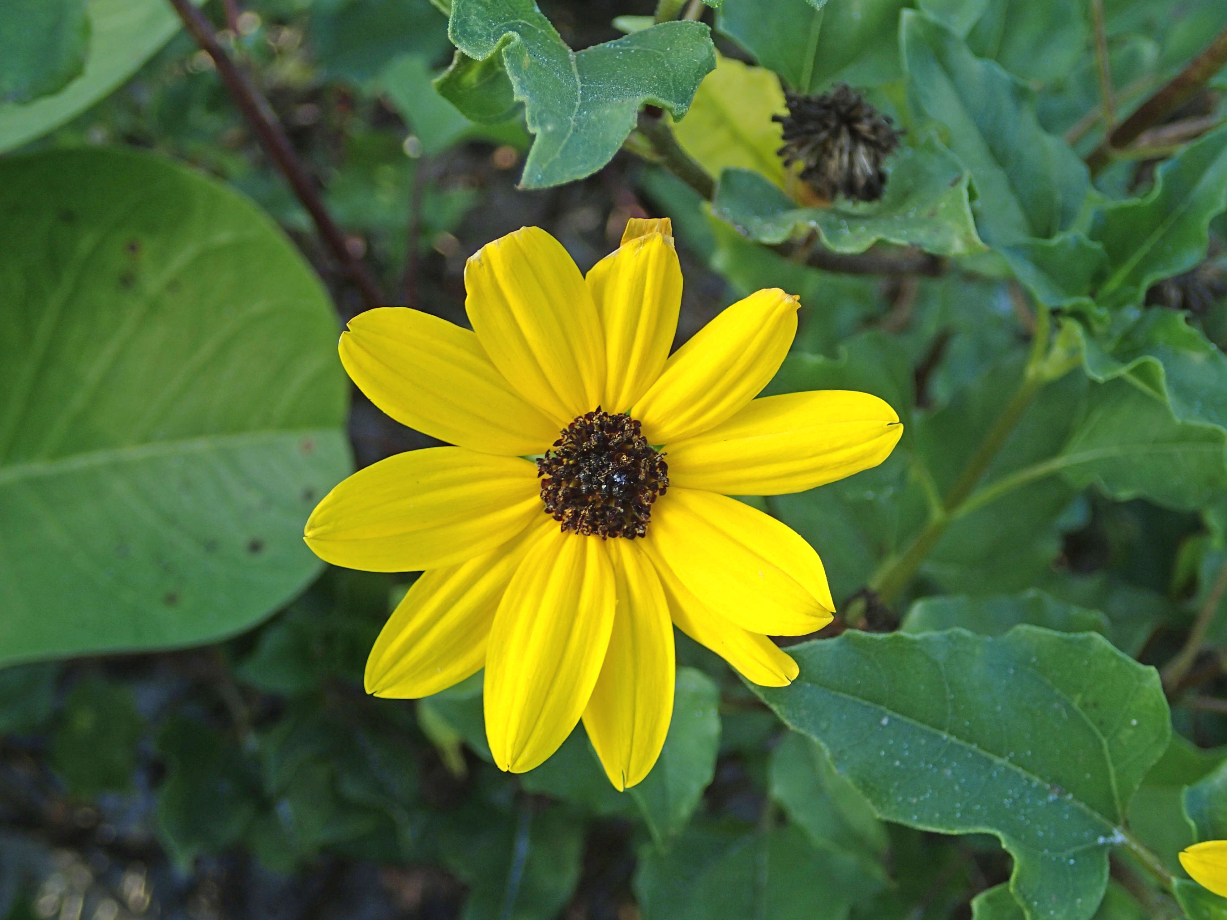 Image of cucumberleaf sunflower