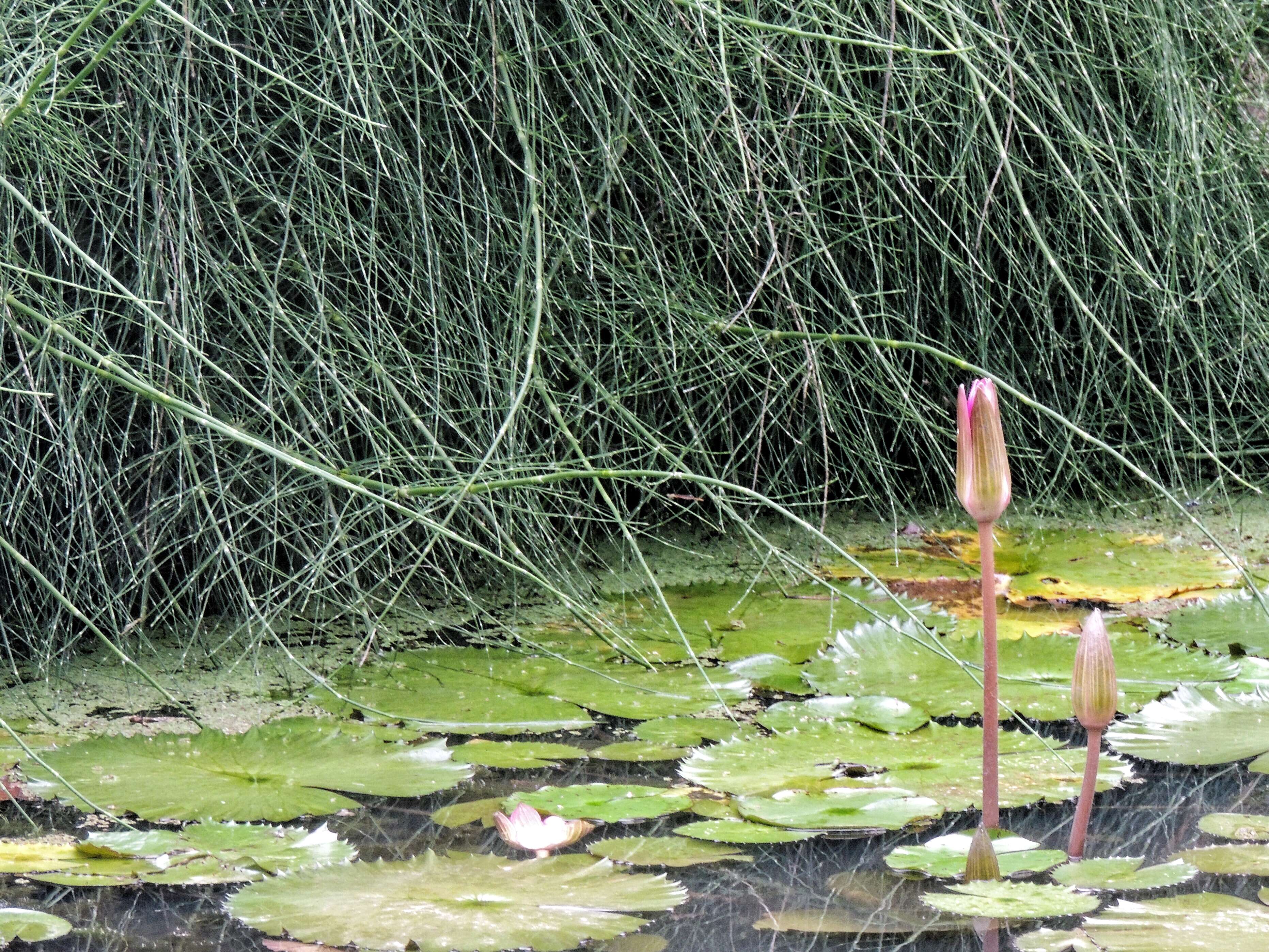 Image of waterlilies