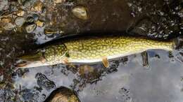 Image of Pickerel