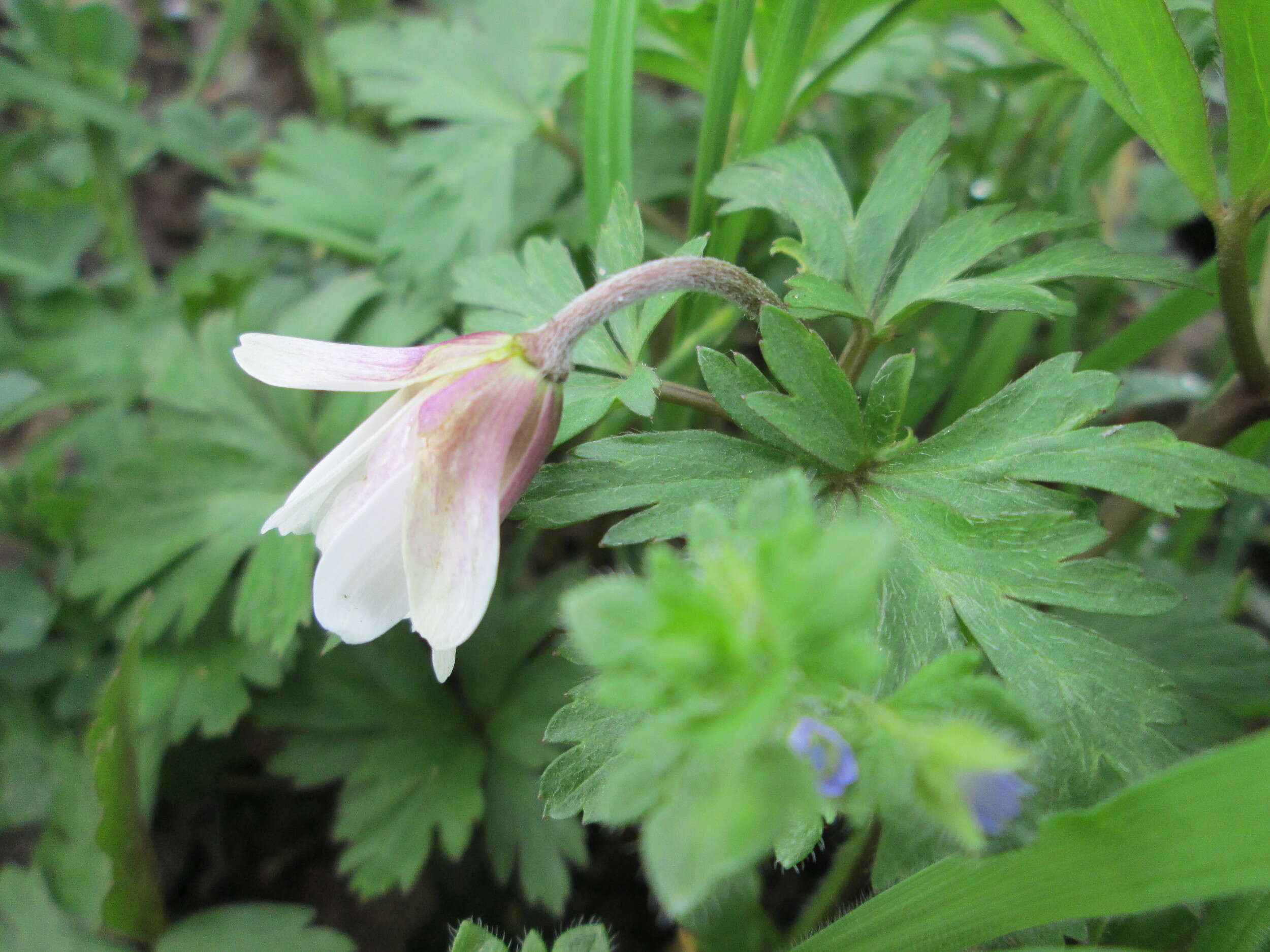 Image of Balkan Anemone