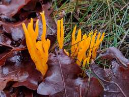 Imagem de Calocera viscosa (Pers.) Fr. 1821