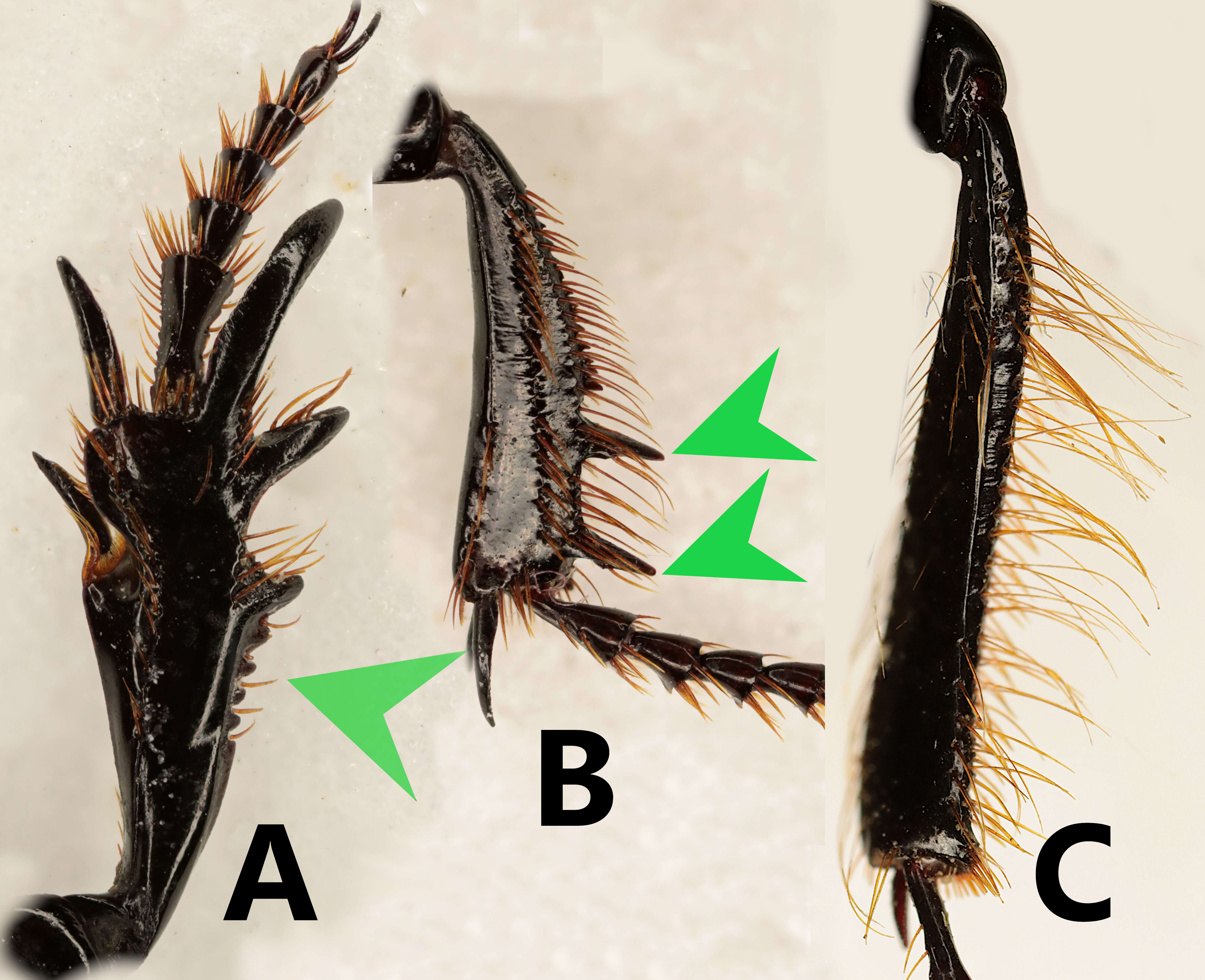 Image of Scarites (Scarites) buparius (Forster 1771)