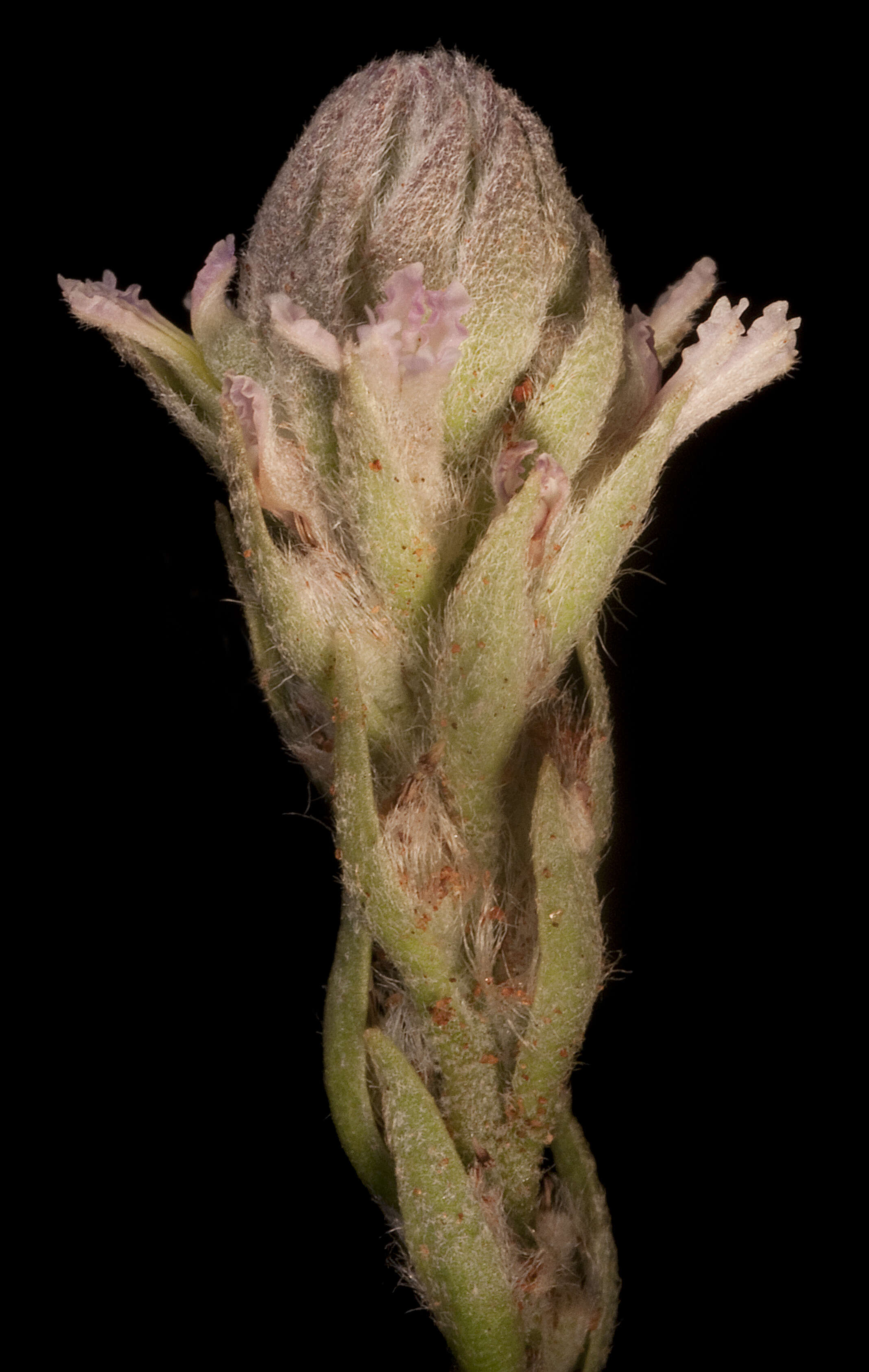 Image of Dampiera dentata M. T. M. Rajput