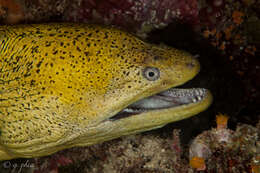 Image of Yellow edged moray
