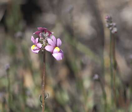 Image of snapdragon