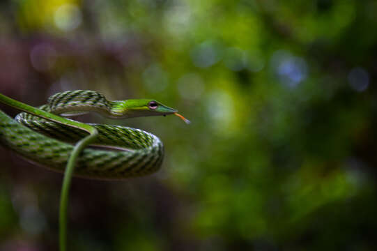 Image of Sri Lankan pit viper