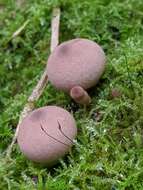 Imagem de Lycoperdon subincarnatum Peck 1872