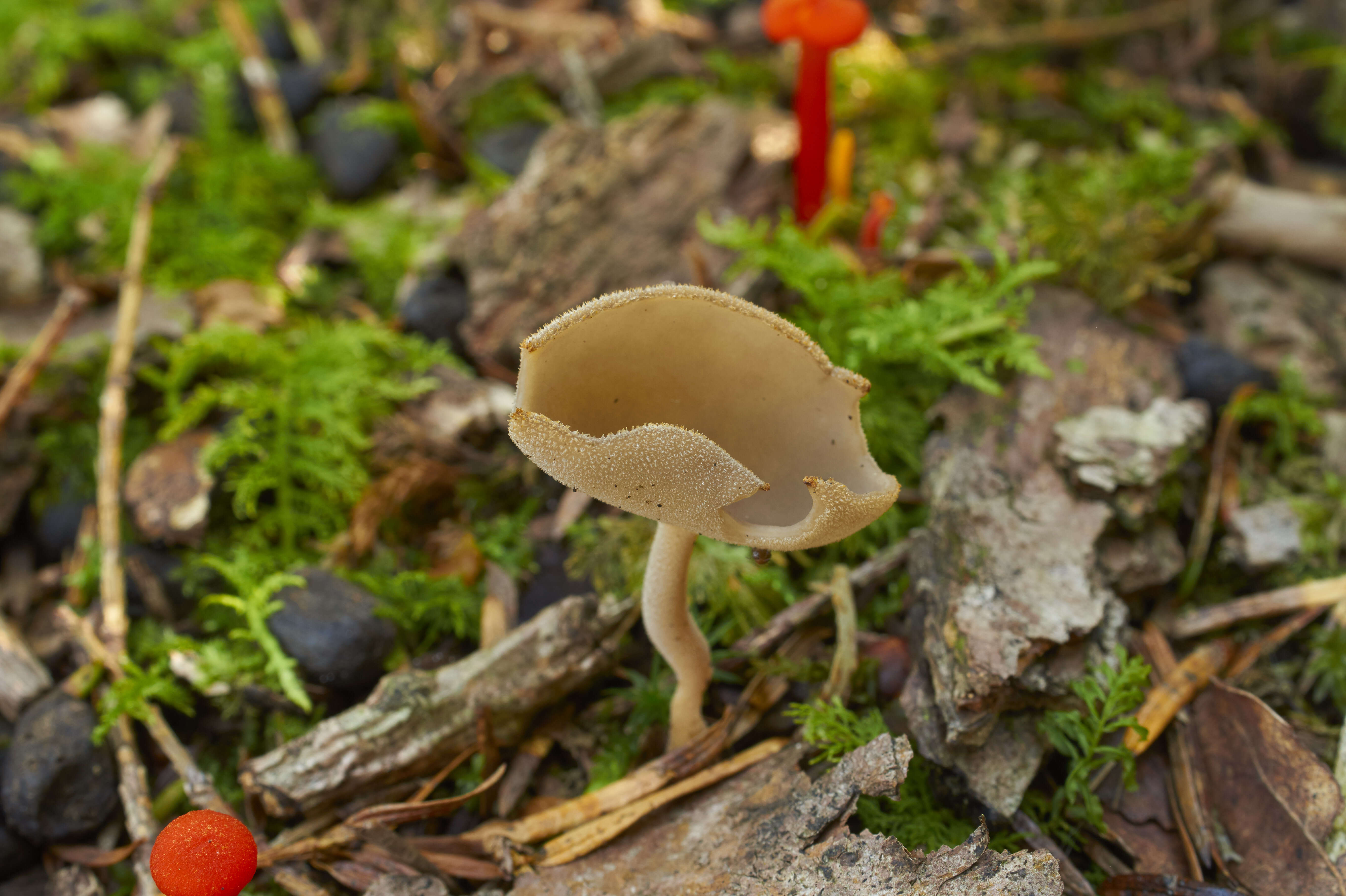 Imagem de Helvella macropus (Pers.) P. Karst. 1871