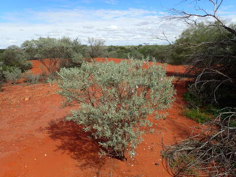 صورة Eremophila maitlandii F. Muell. ex Benth.