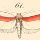 Слика од Hypercallia haematella