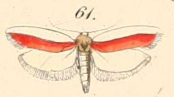 Слика од Hypercallia haematella