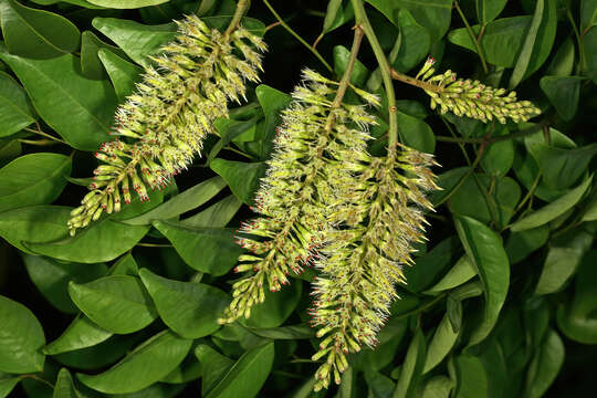 Plancia ëd Erythrophleum lasianthum Corbishley