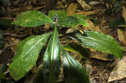 Image of marble berry