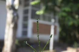 Sivun Verbena litoralis Kunth kuva