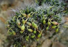 Image of pulvinate dry rock moss