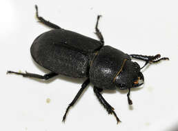 Image of Dorcus parallelipipedus (Linnaeus 1758)