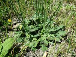 Image of Hairy Cat's-Ear