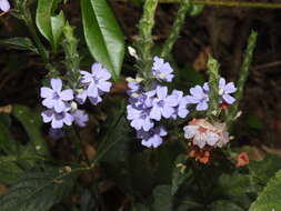 Image of Eranthemum roseum (Vahl) R. Br.