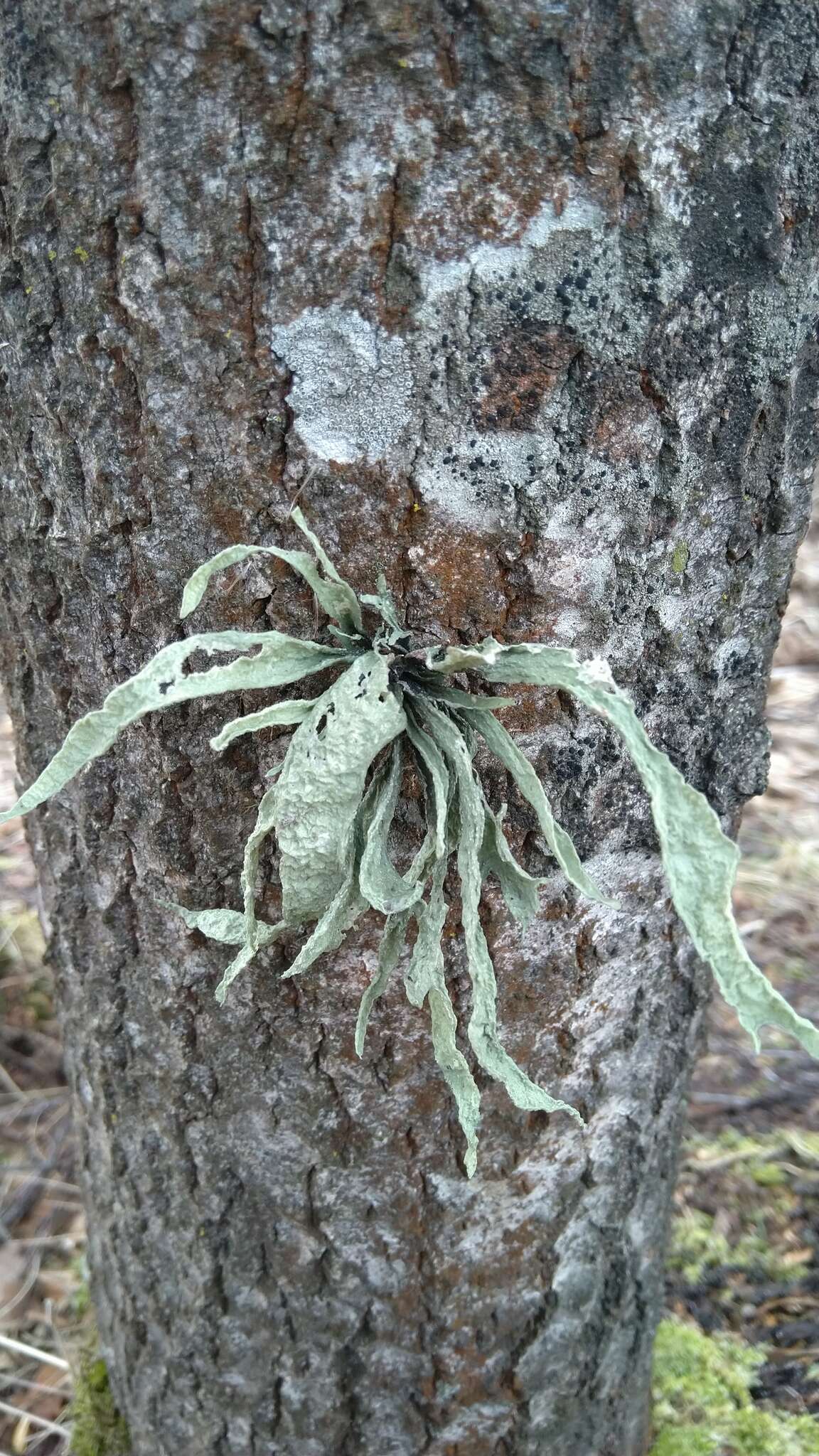 Image of cartilage lichen