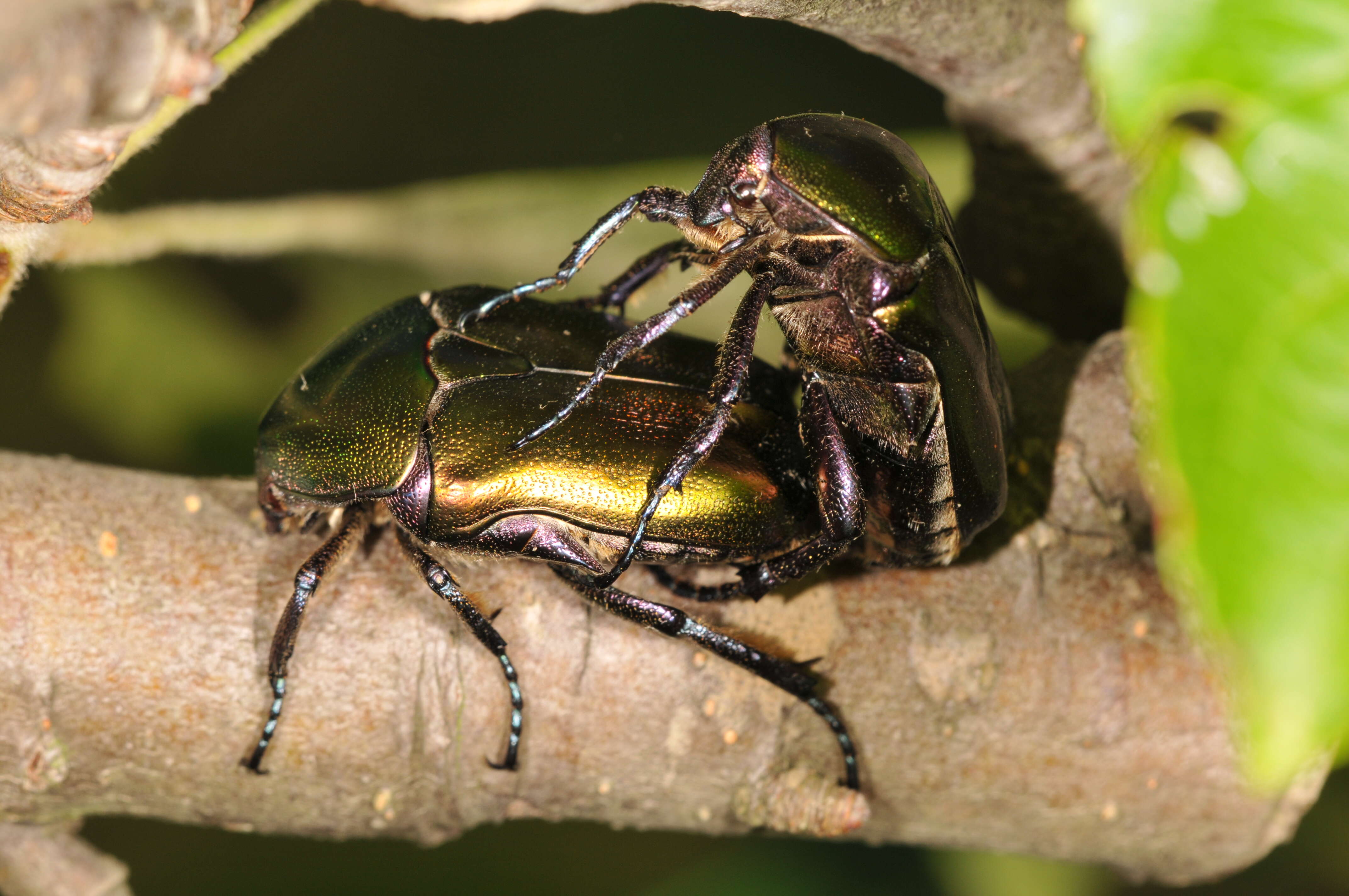 Image of Protaetia (Potosia) cuprea (Fabricius 1775)