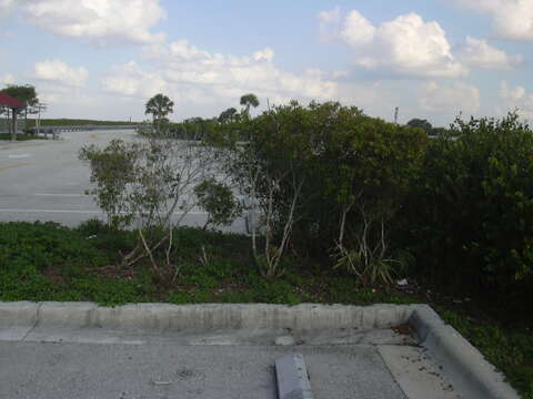 Image of wax myrtle