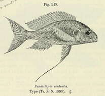 Image of Ophthalmotilapia ventralis (Boulenger 1898)