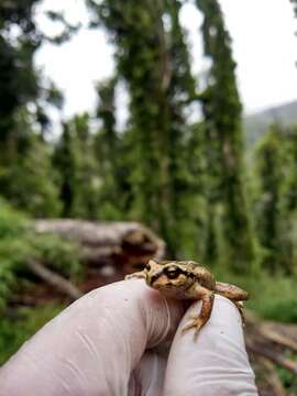 Image of Olive Spiny-chest Frog