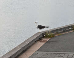 Image of Lesser Black-backed Gull